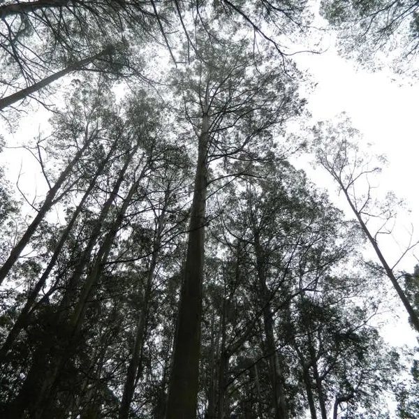 New tallest tree titleholder