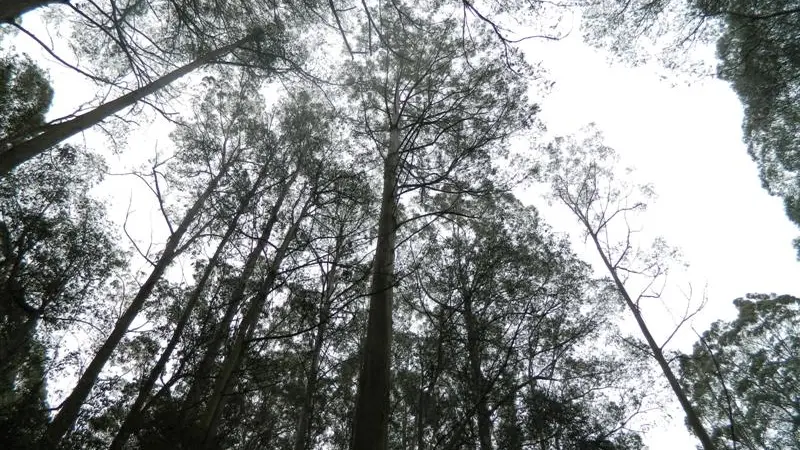 New tallest tree titleholder