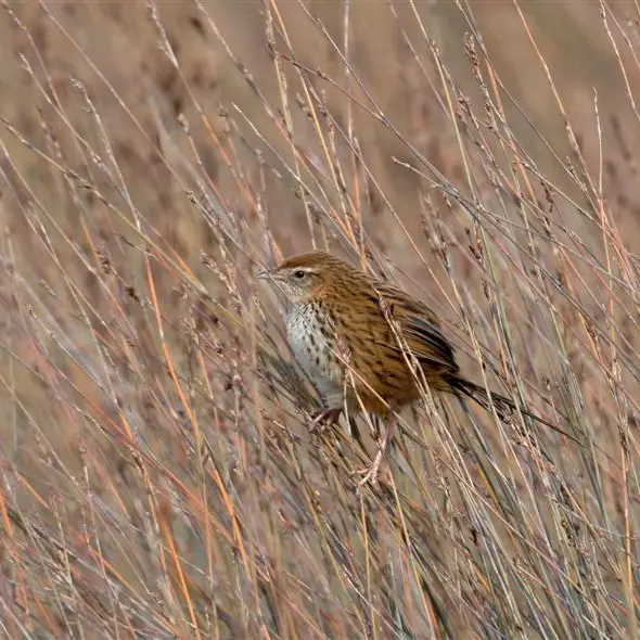 Secretive fernbirds proliferate