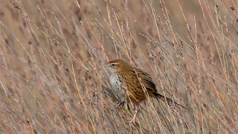 Secretive fernbirds proliferate