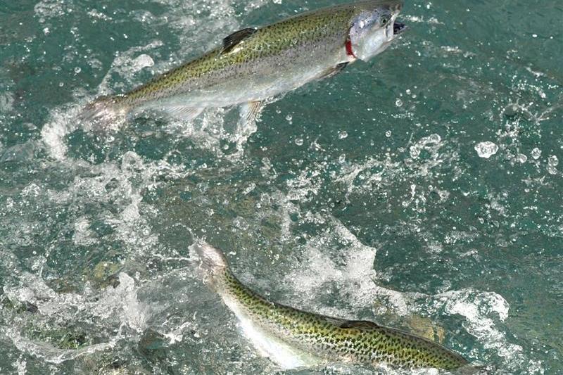 Fast-tracked fish farm could create 500 jobs