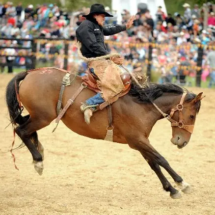 Rodeo ban petition turned down