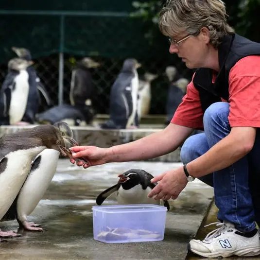 Feeding orphaned penguins a fulltime job