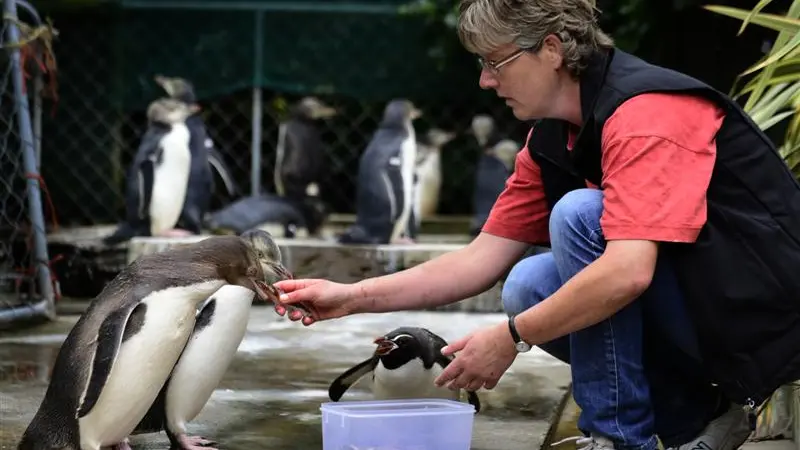 Feeding orphaned penguins a fulltime job