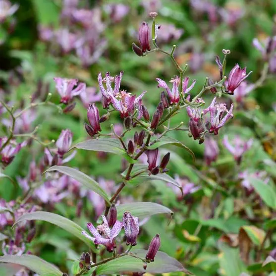Unusual blooms at season's end