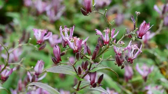 Unusual blooms at season's end
