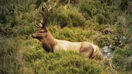 Compelling book on hunting wapiti