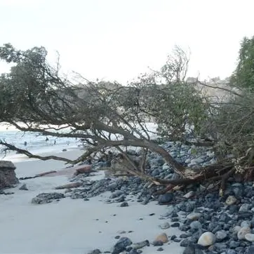 Trees slip down the dunes on to beach