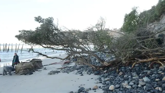 Trees slip down the dunes on to beach