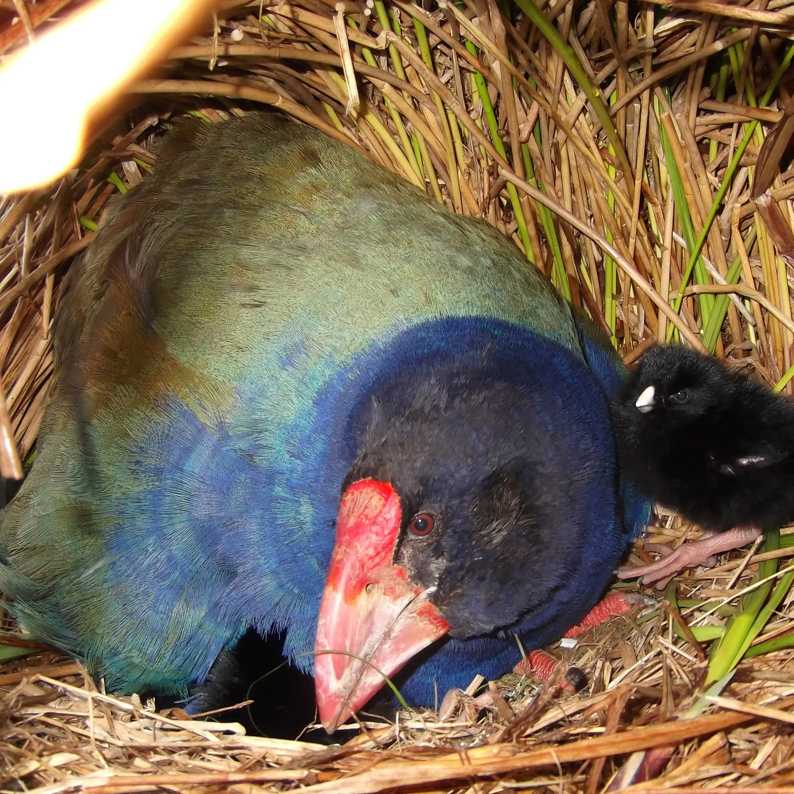 Recent arrival at Orokonui Ecosanctuary