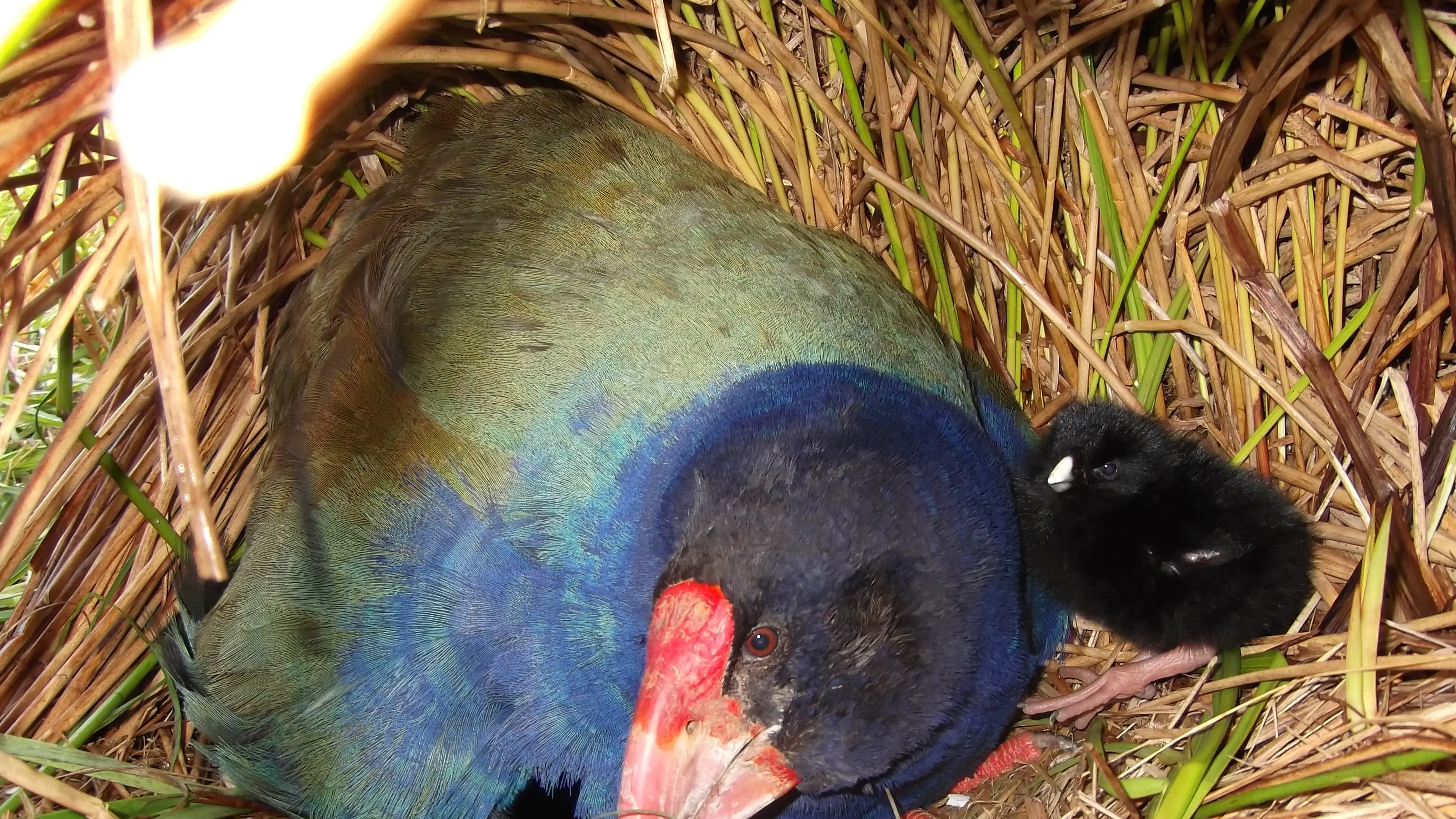 Recent arrival at Orokonui Ecosanctuary