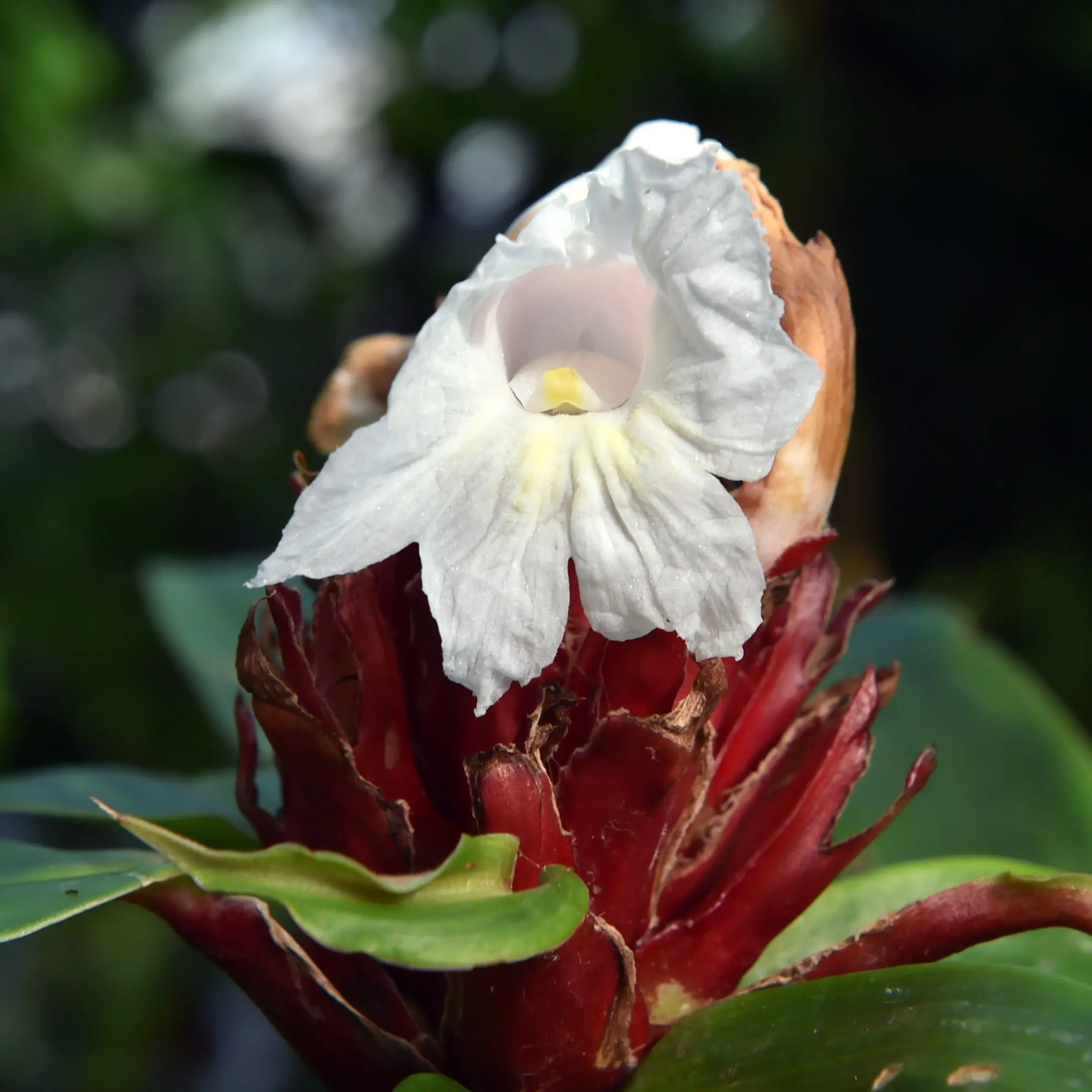 Ornamental gingers vibrant showstoppers