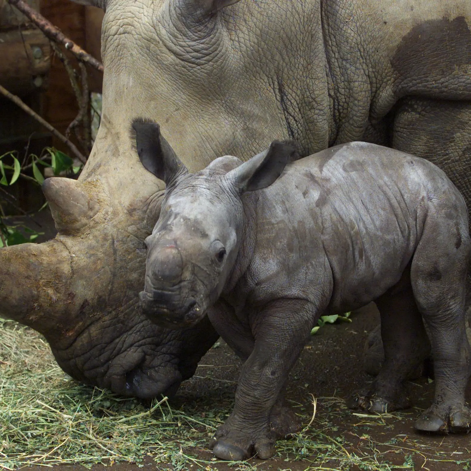 NZ zoo residents get plenty of treats at Christmas