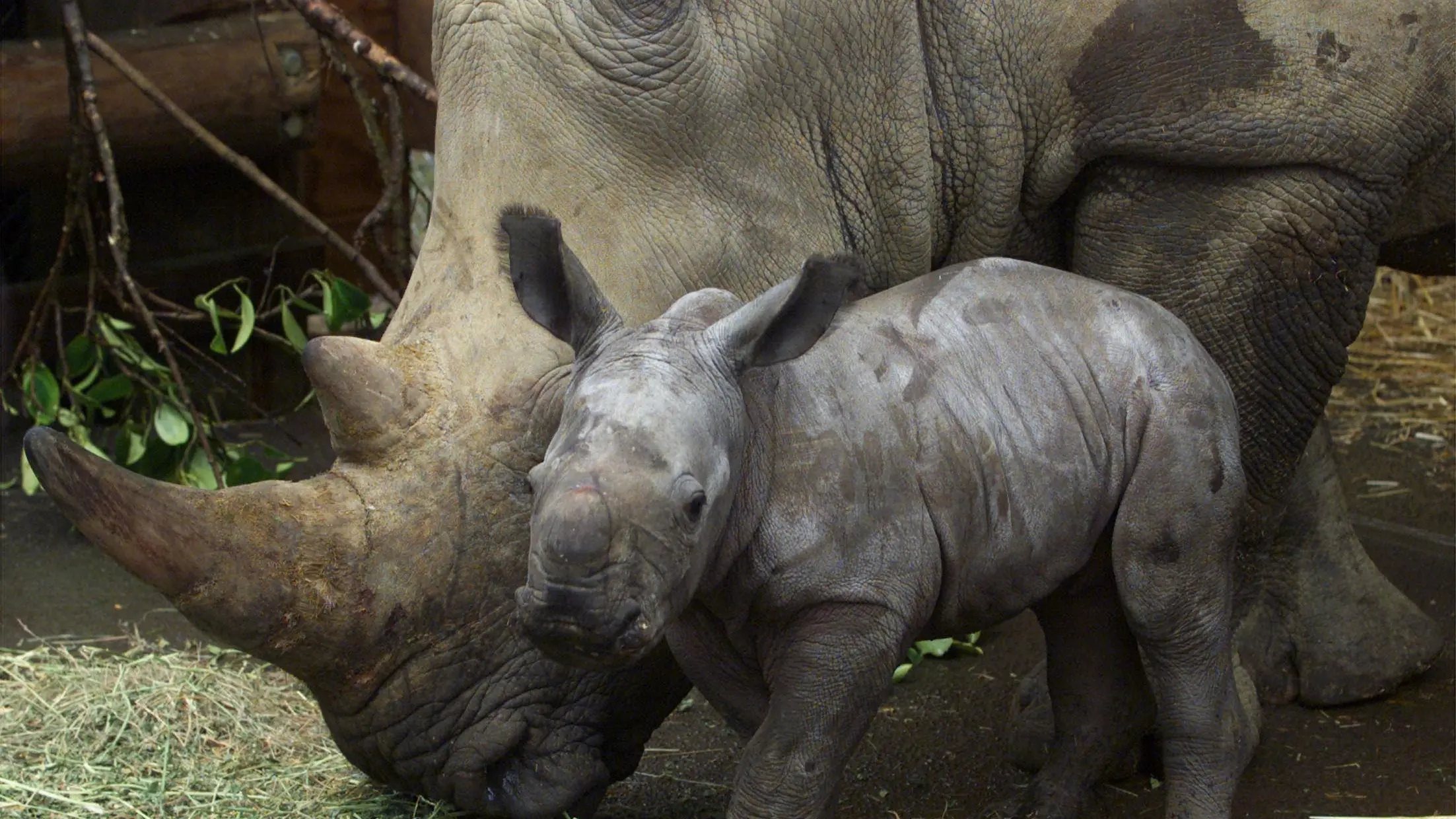 NZ zoo residents get plenty of treats at Christmas