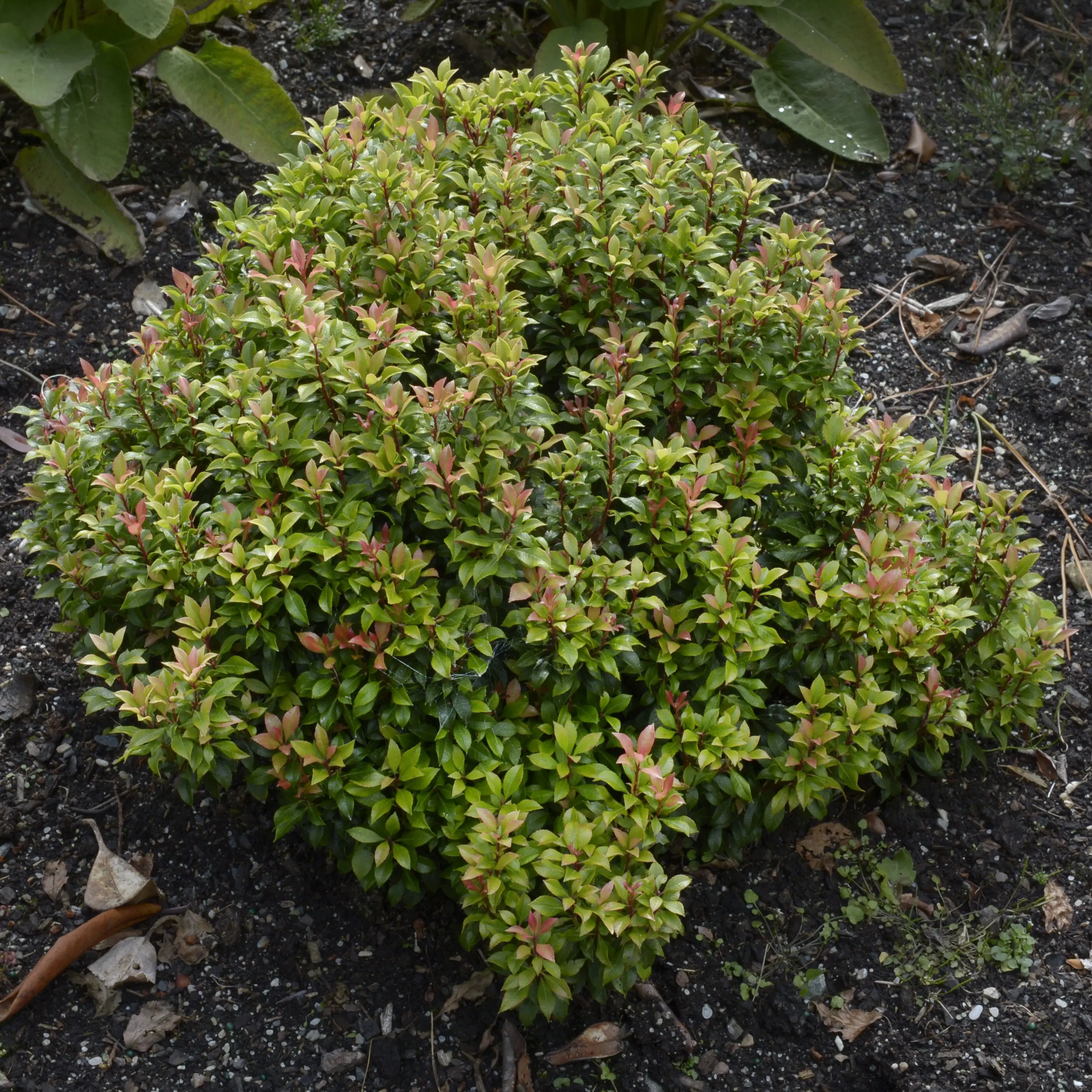 Rhodie rellies are plants of stature