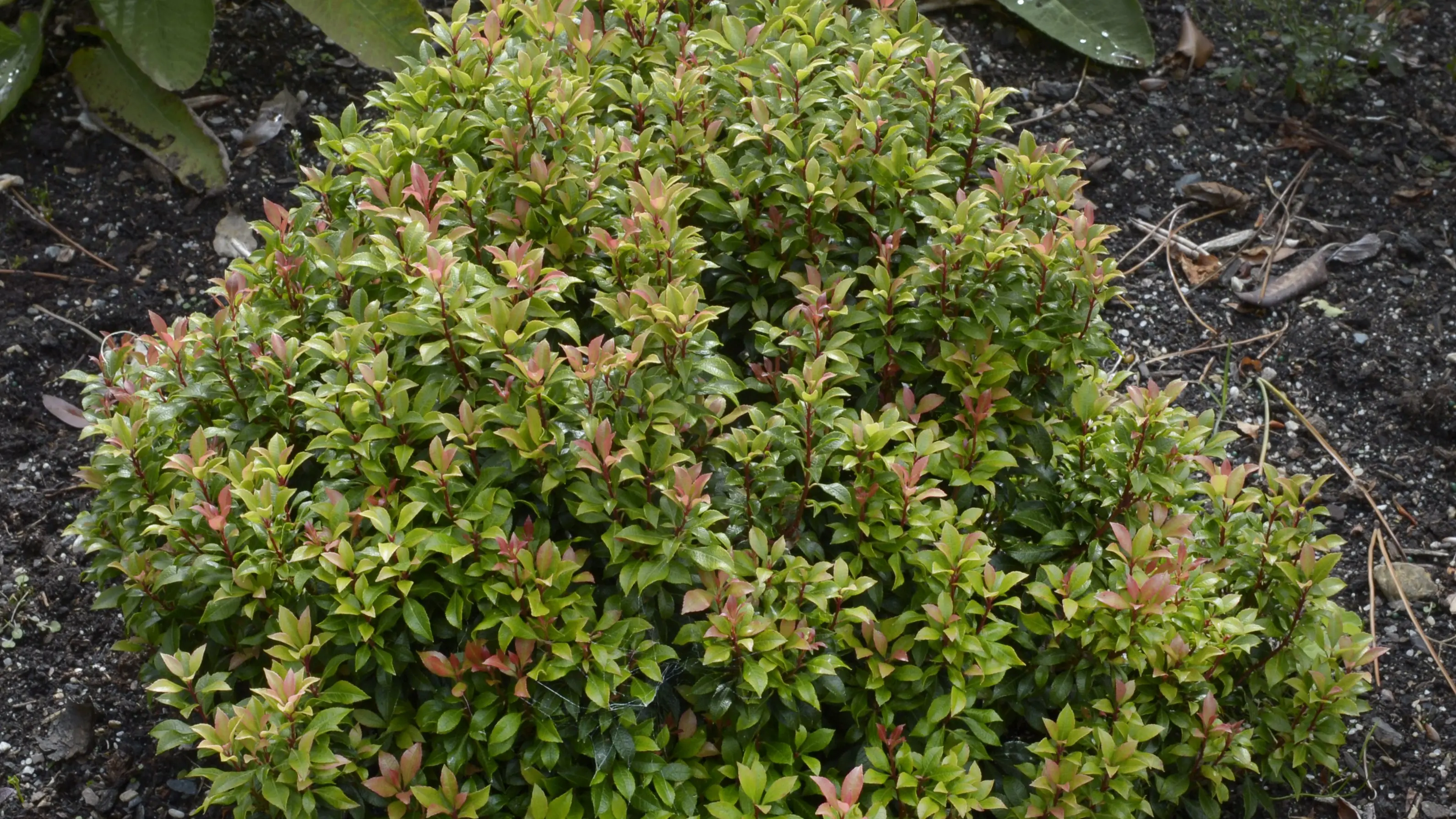 Rhodie rellies are plants of stature
