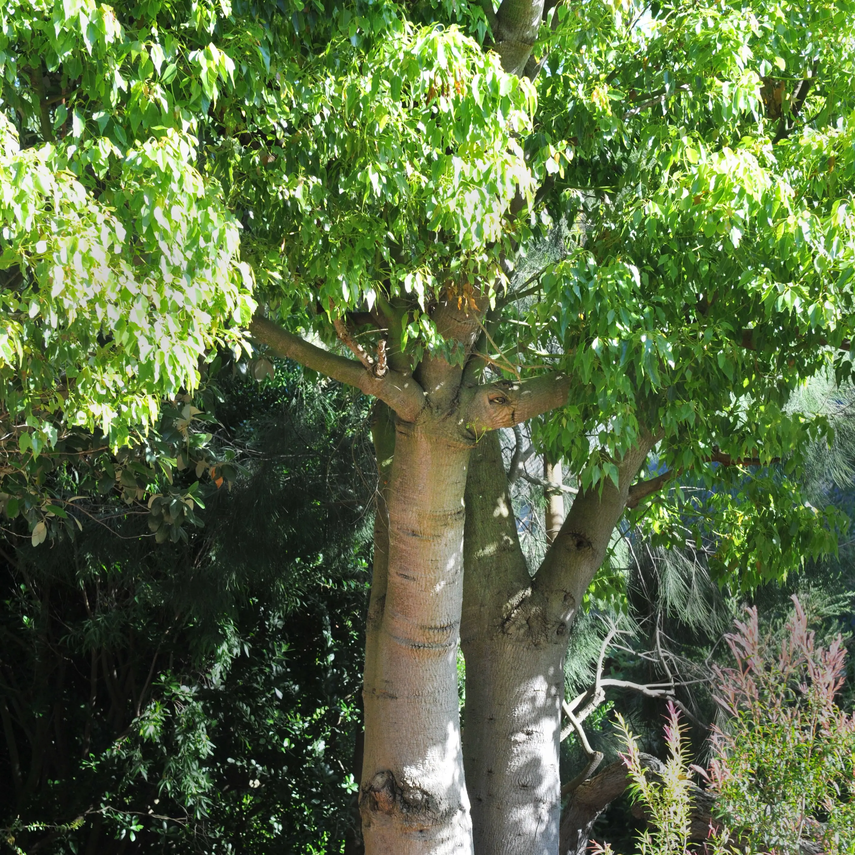 Bottletrees can grow in cool climate