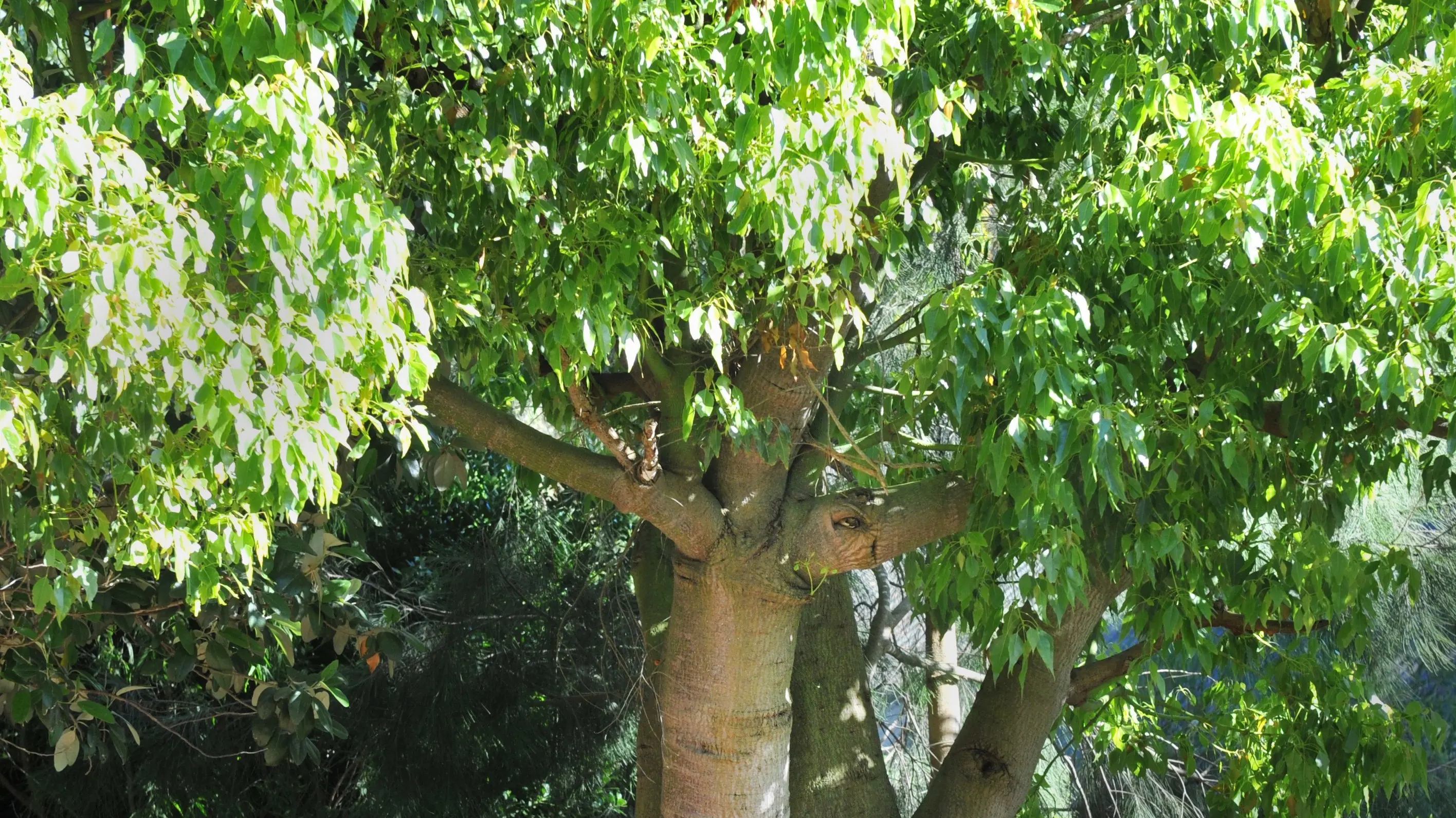 Bottletrees can grow in cool climate