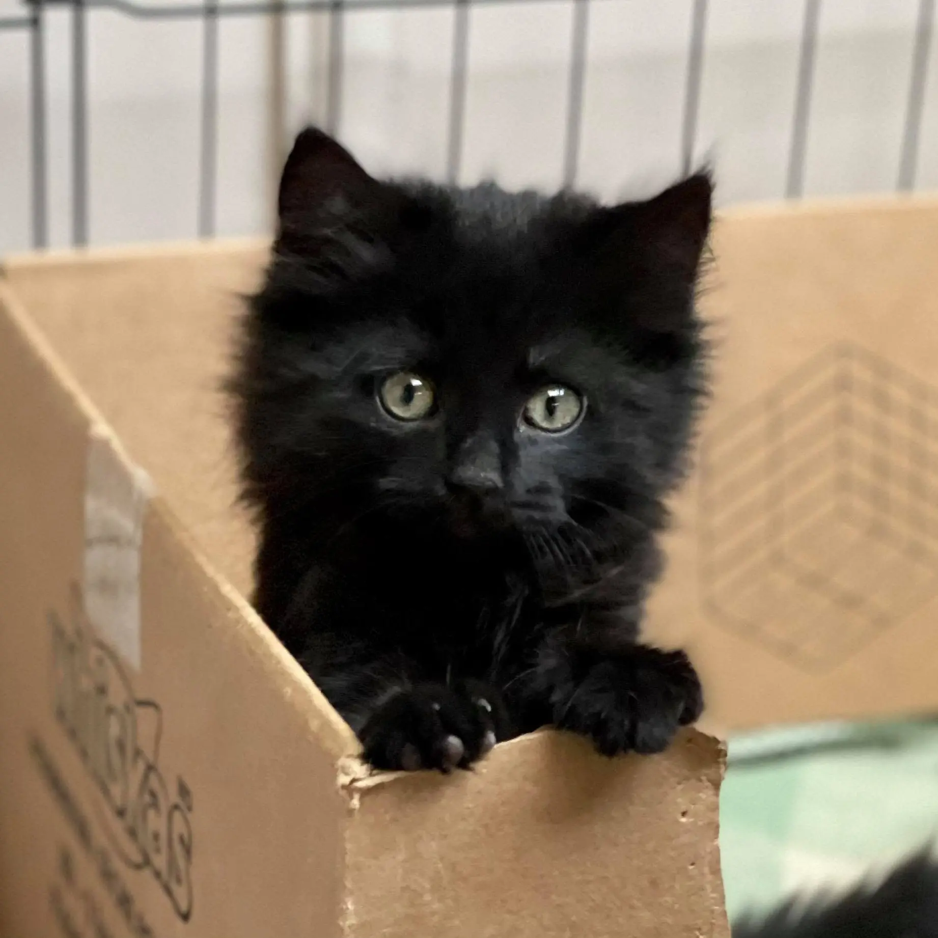 Feline the pressure, cat helpers seek litter tray donations