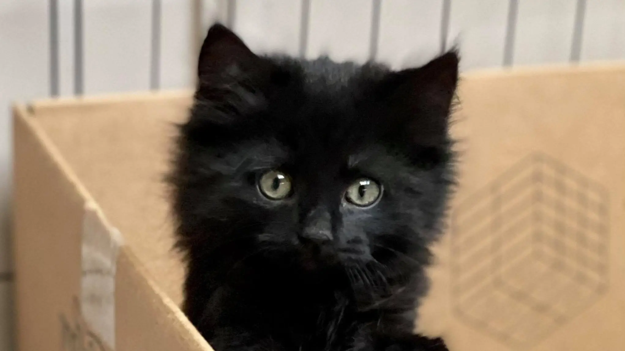 Feline the pressure, cat helpers seek litter tray donations