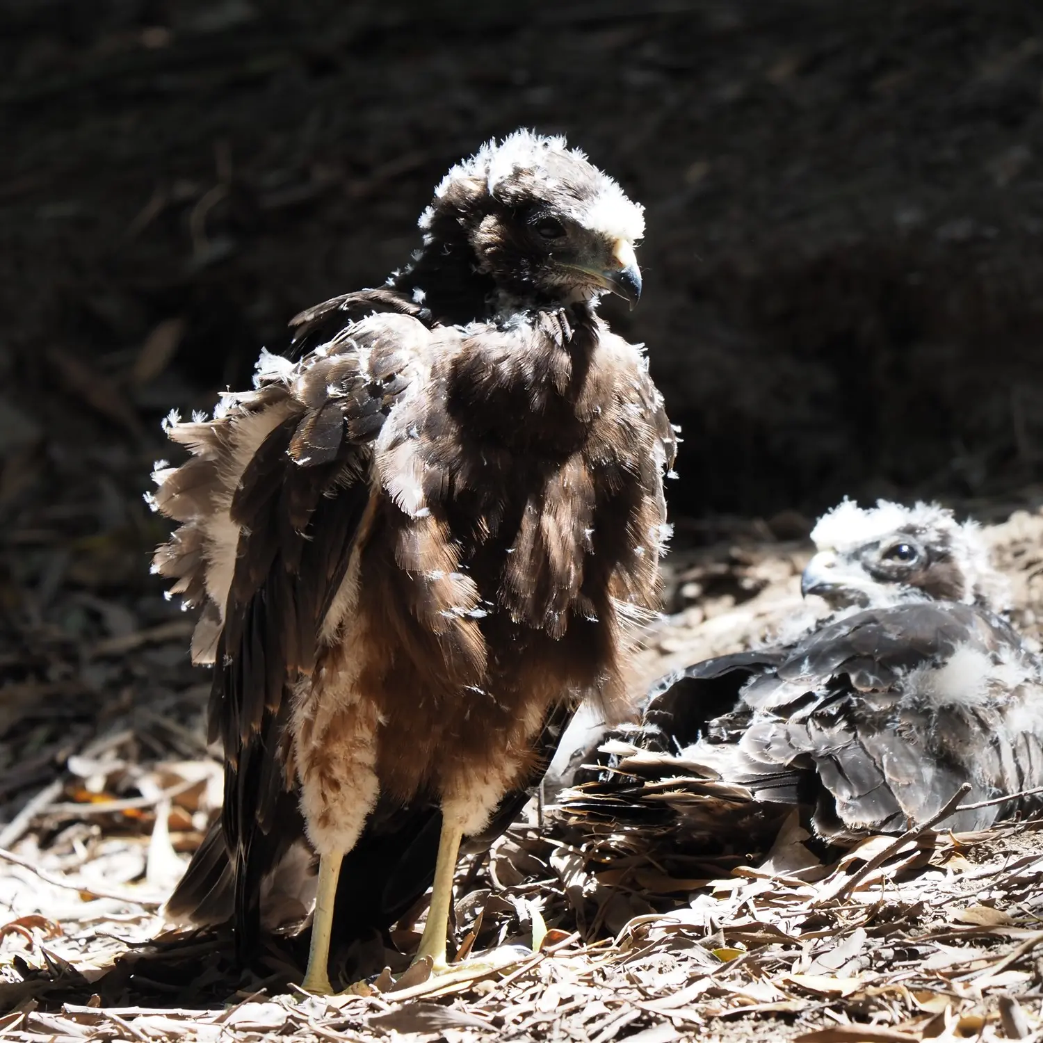 Young harrier chicks
