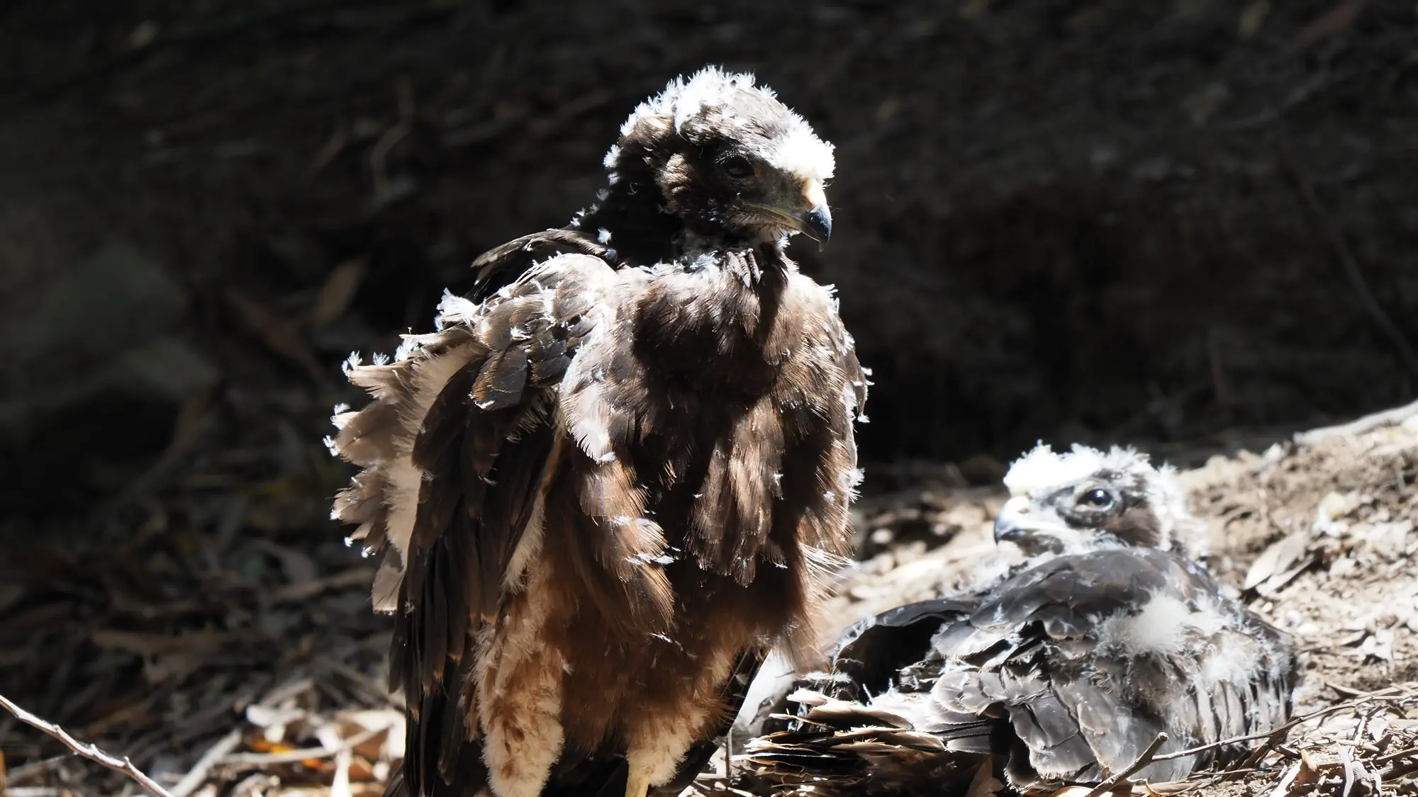 Young harrier chicks