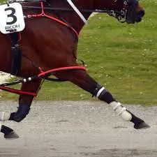 Winton win shows Hijack heading in right direction