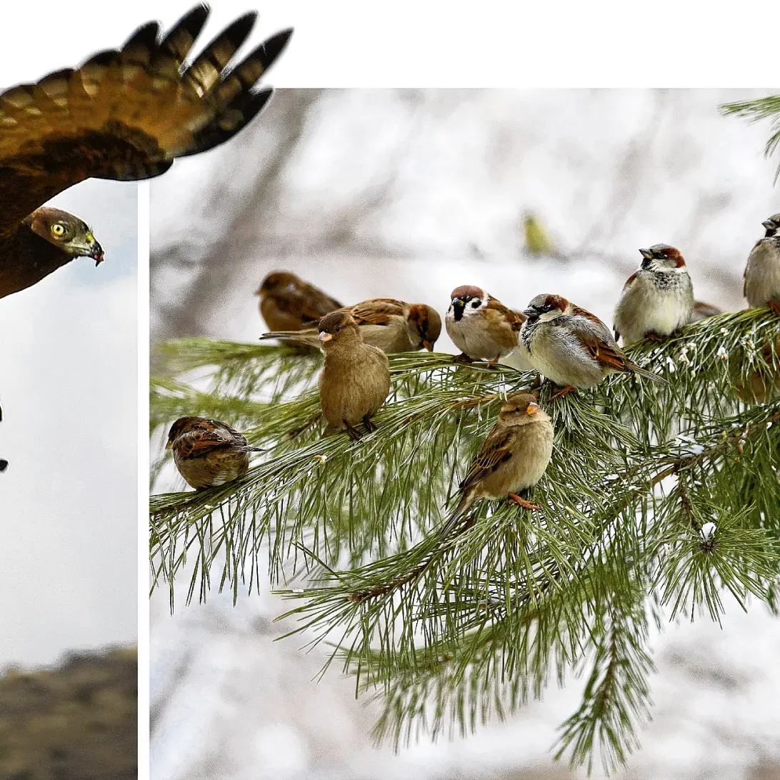 Bird of the Year: Should the hawk finally be crowned?