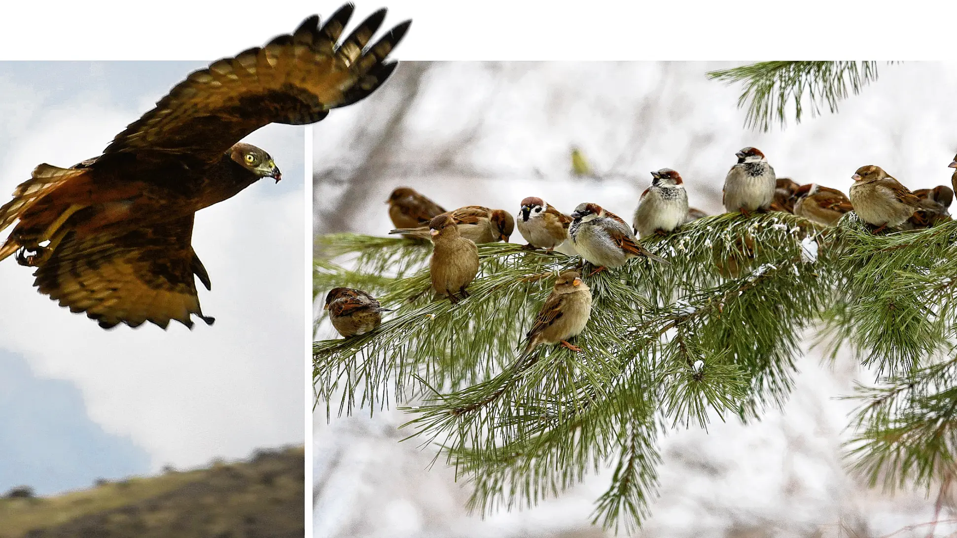Bird of the Year: Should the hawk finally be crowned?