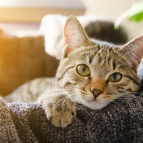 Compulsory micro-chipping of cats out of draft animal bylaw