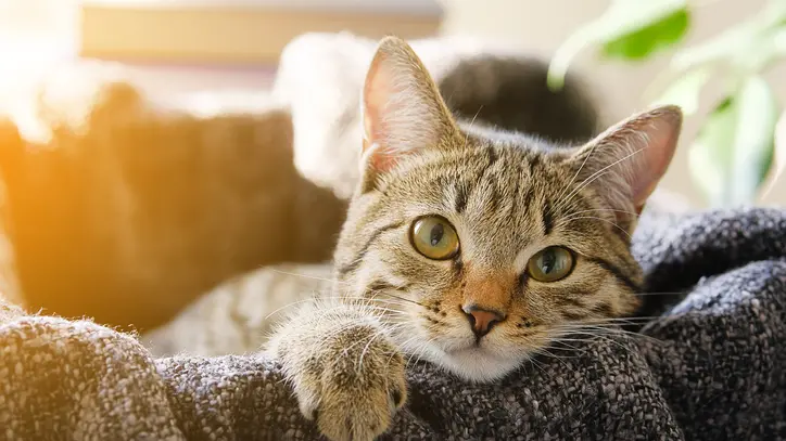 Compulsory micro-chipping of cats out of draft animal bylaw