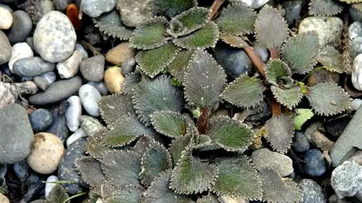Gunnera range from great to small