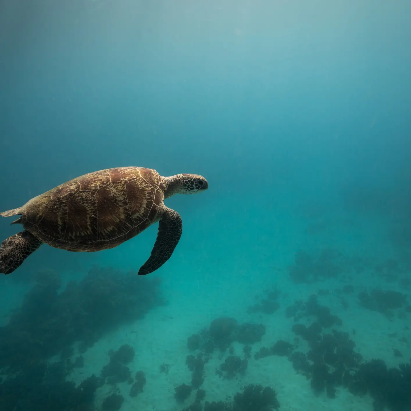Pledge to protect oceans 'weak': Greenpeace
