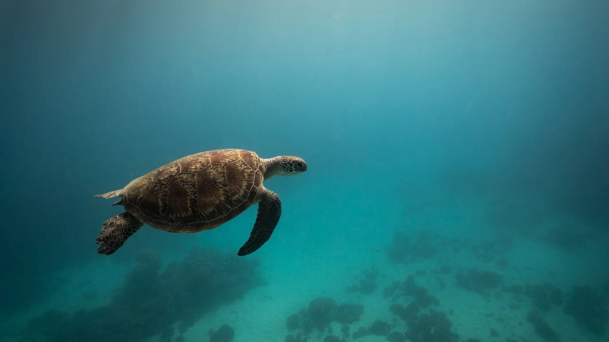 Pledge to protect oceans 'weak': Greenpeace