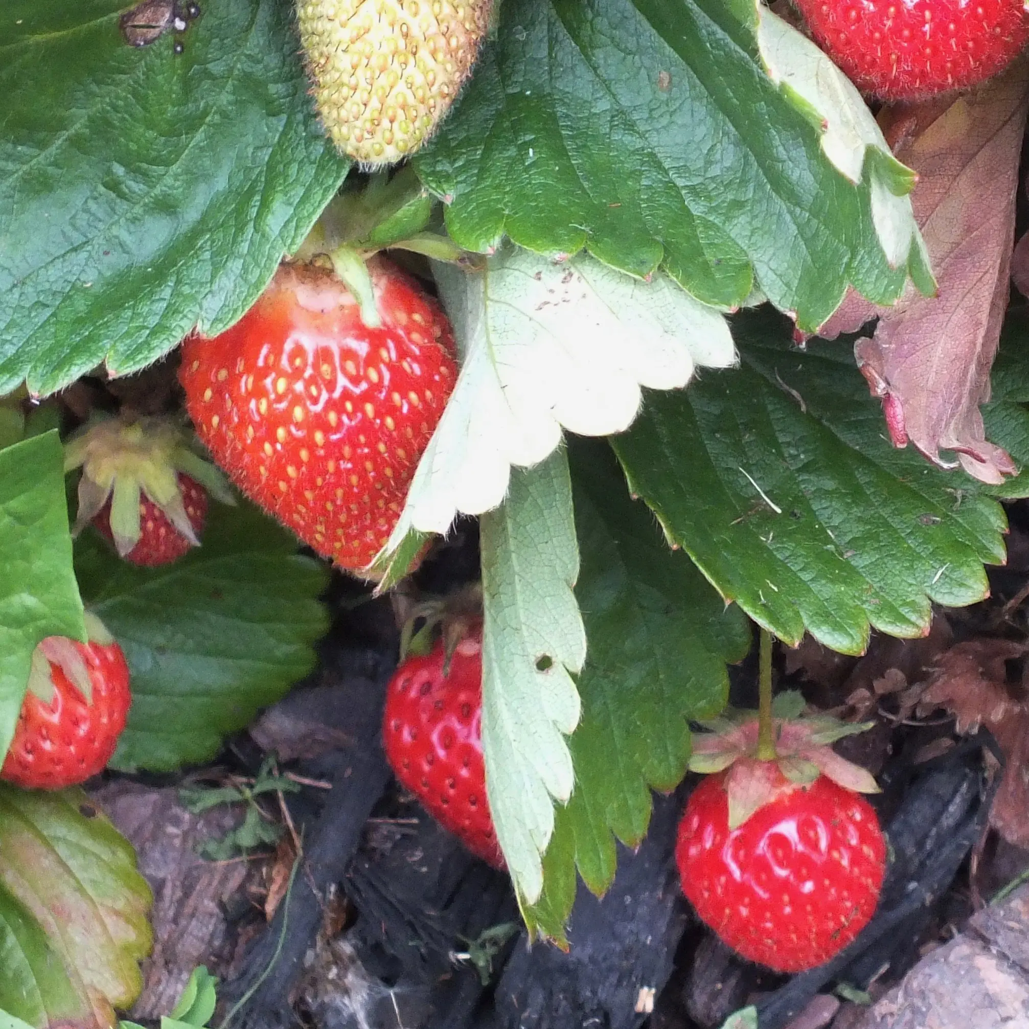 Your Garden