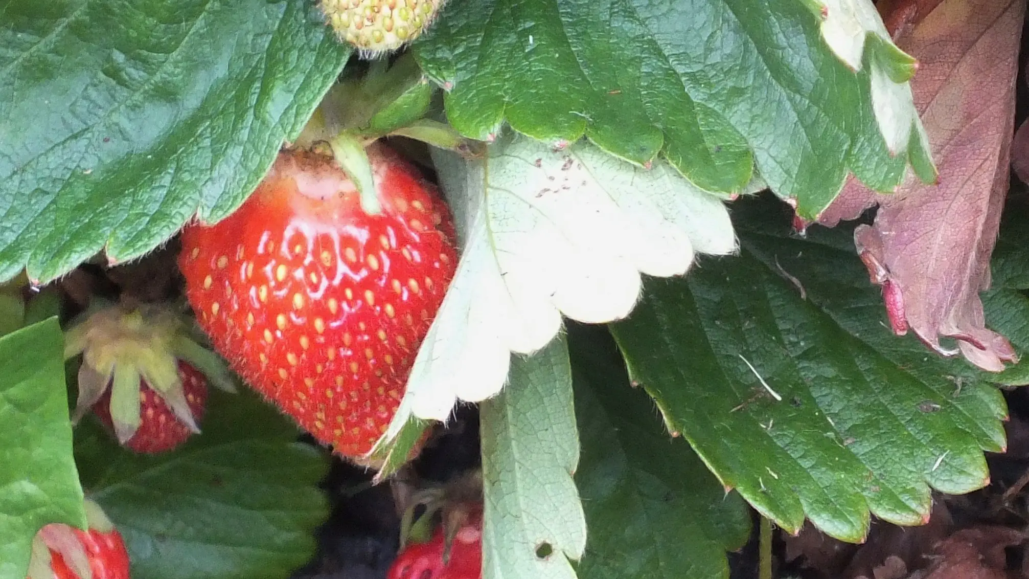 Your Garden
