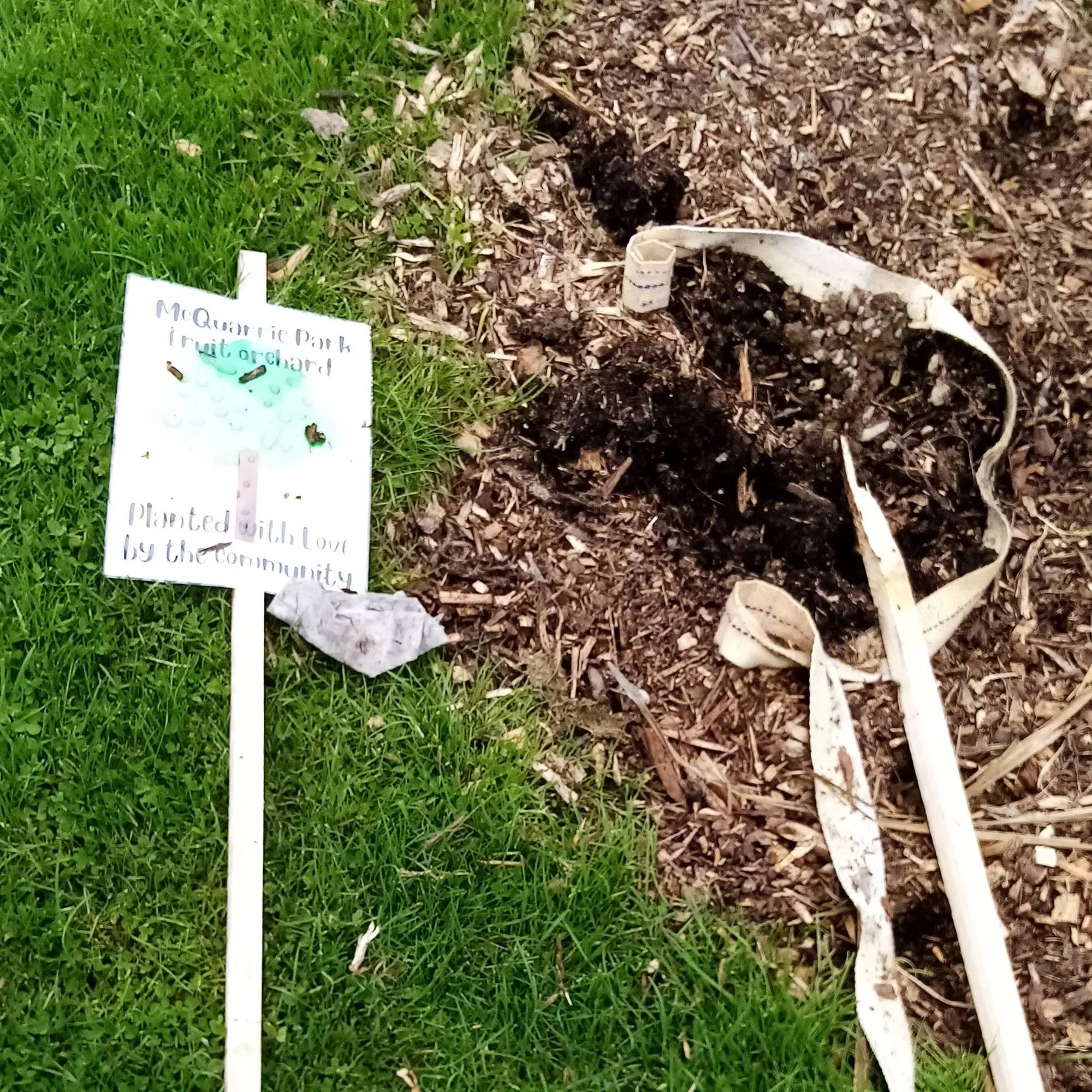 Volunteer left in tears after trees stolen