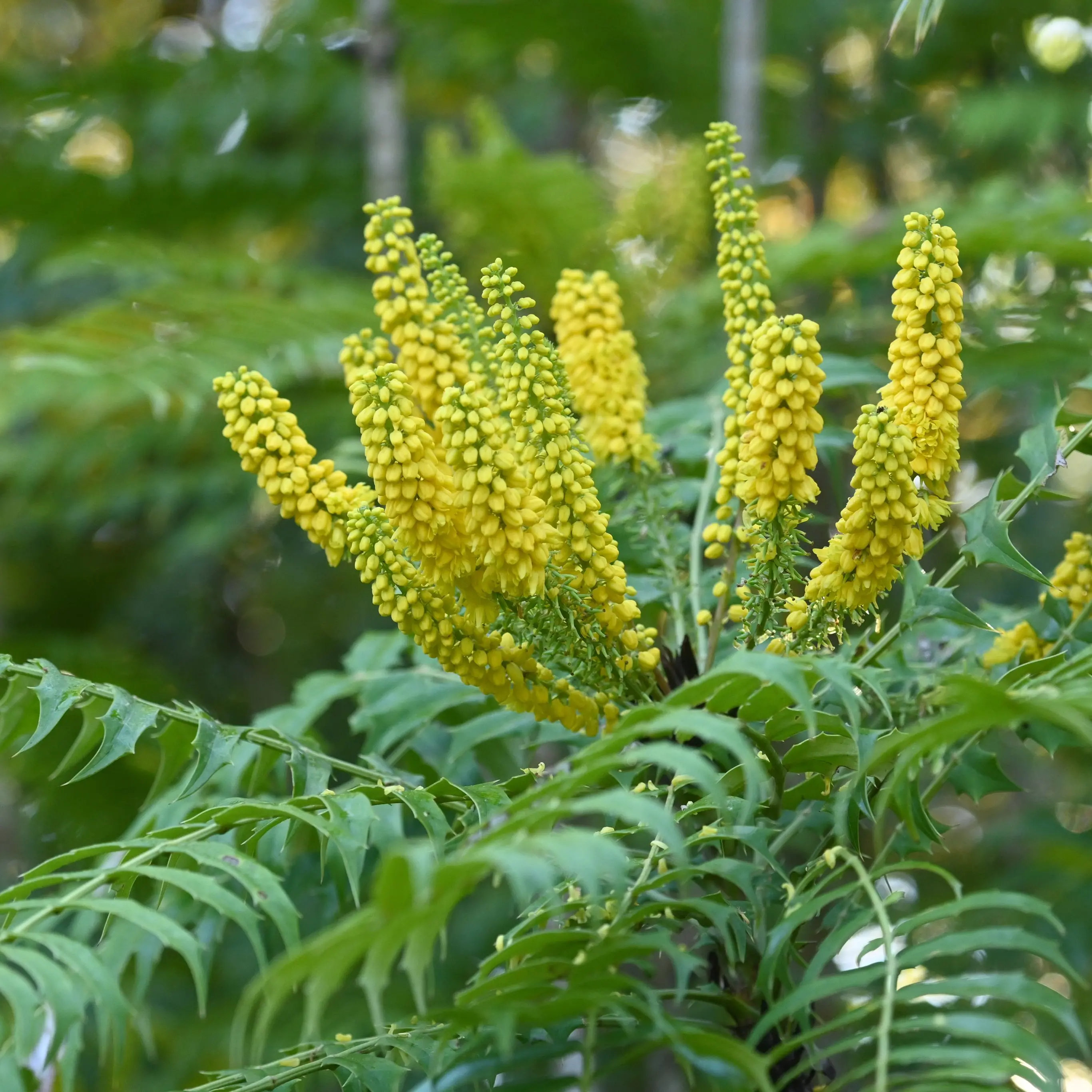 Subscribe Now to Kiwi Gardener Magazine