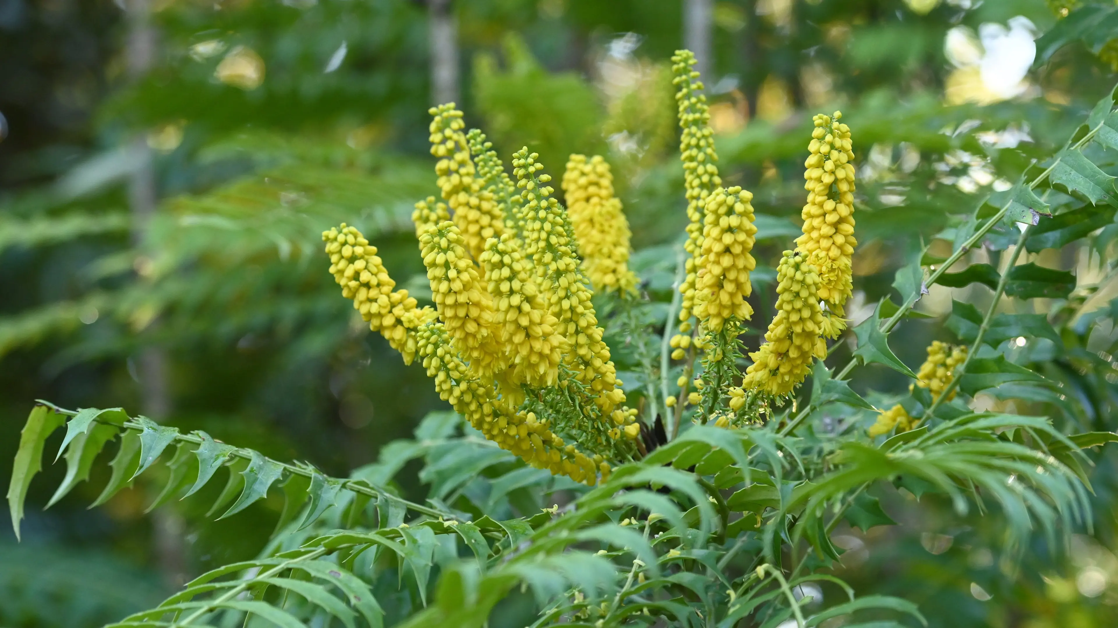 Subscribe Now to Kiwi Gardener Magazine