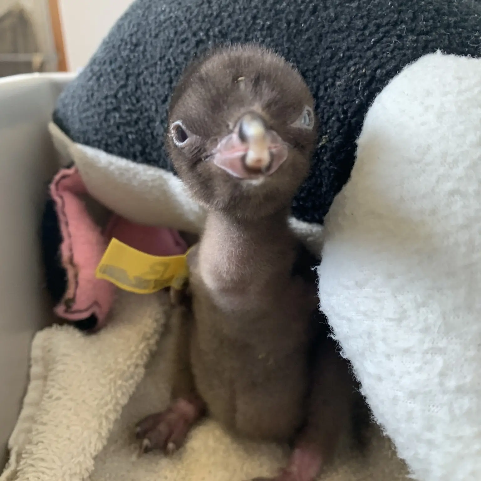 First incubated hoiho ready to leave nest