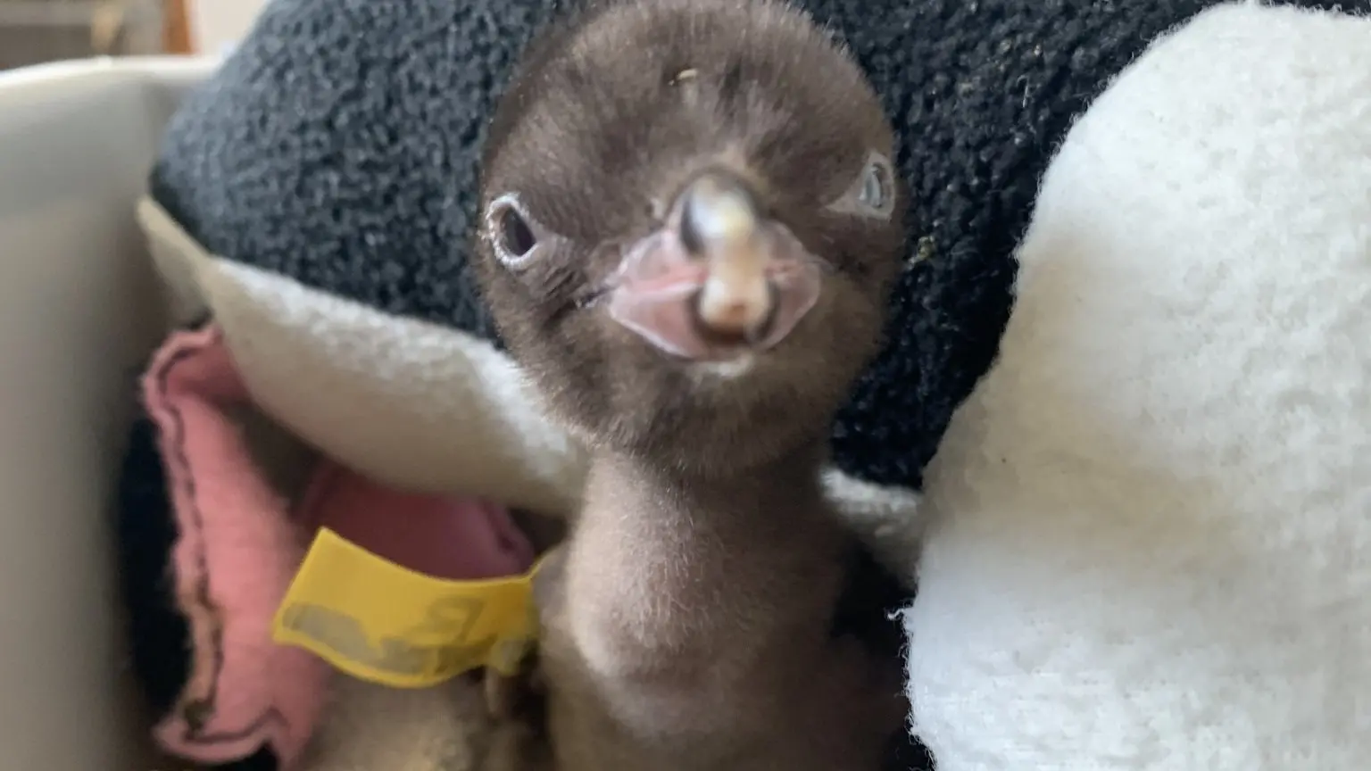 First incubated hoiho ready to leave nest