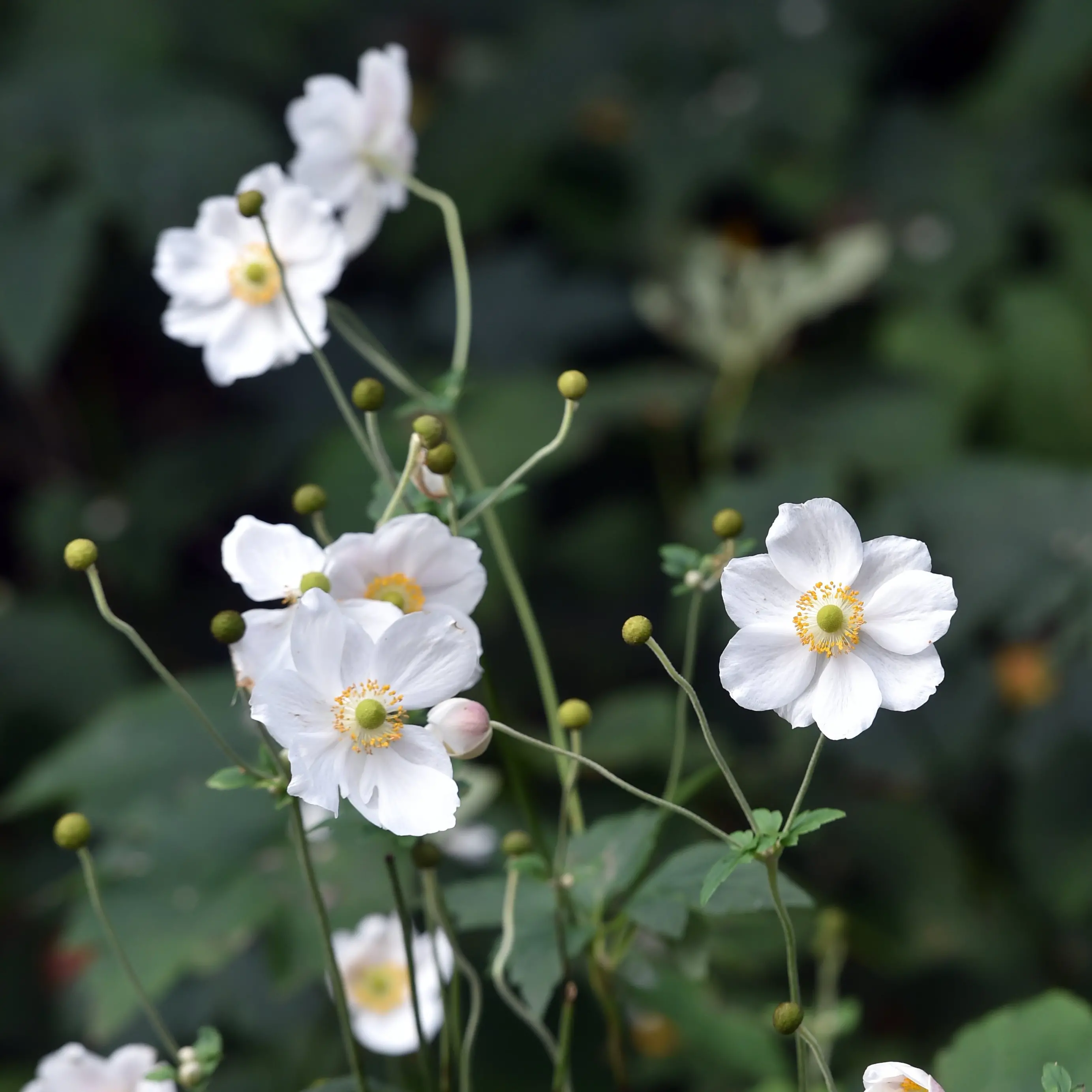 Your Garden