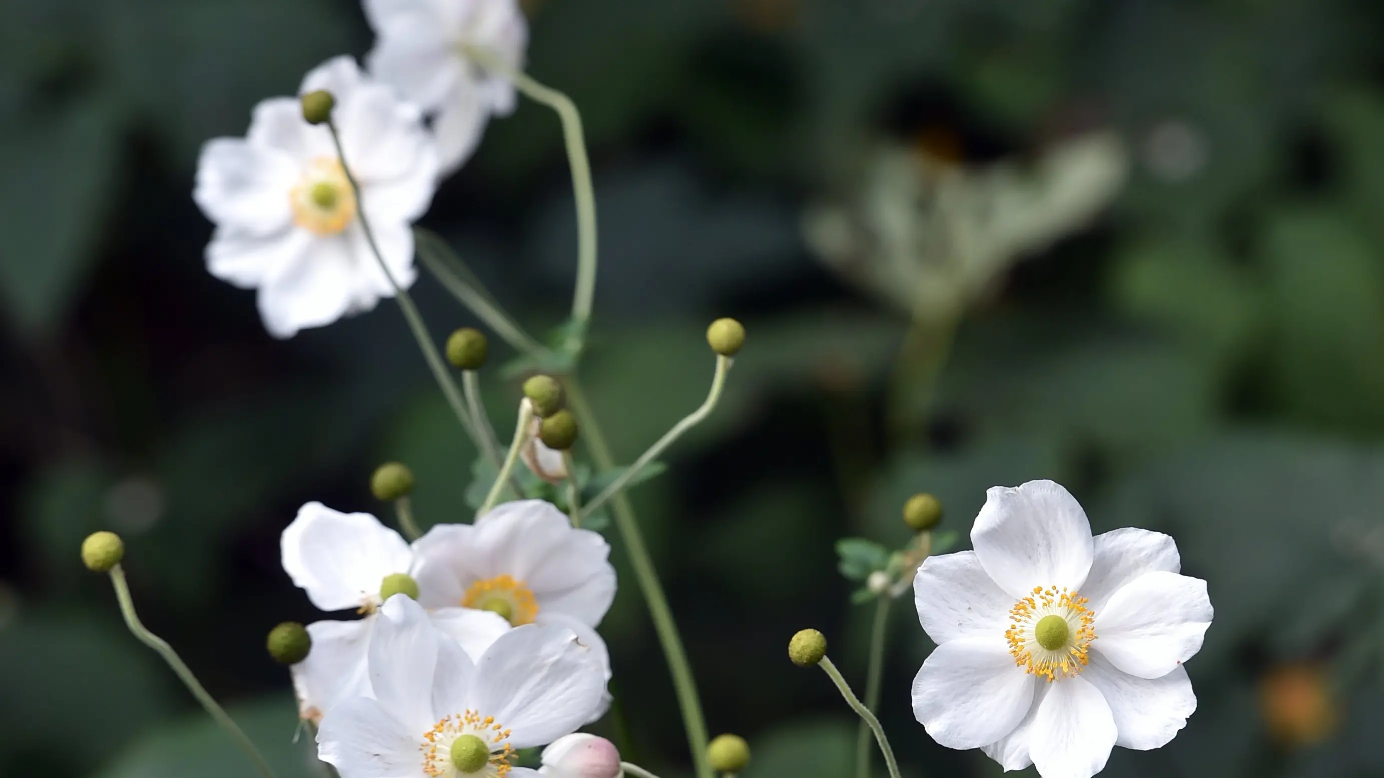 Your Garden