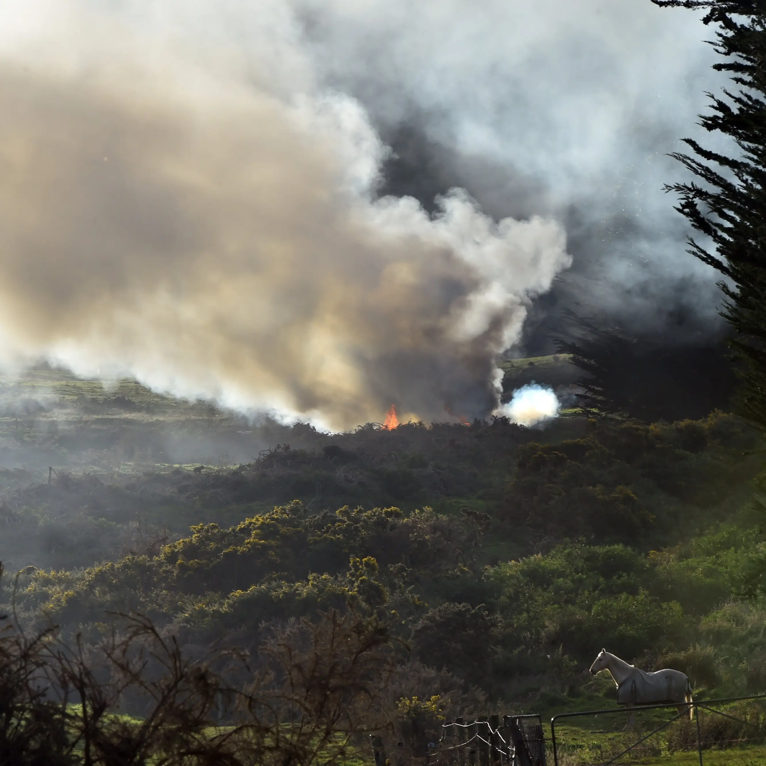 Fire in gorse paddock