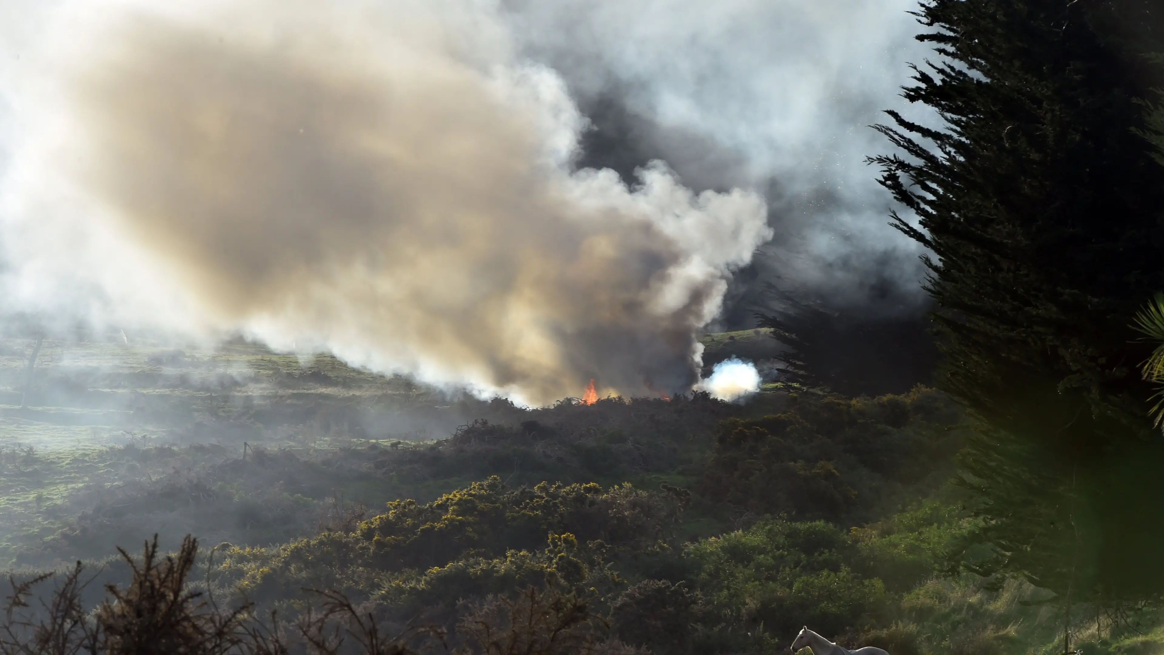 Fire in gorse paddock