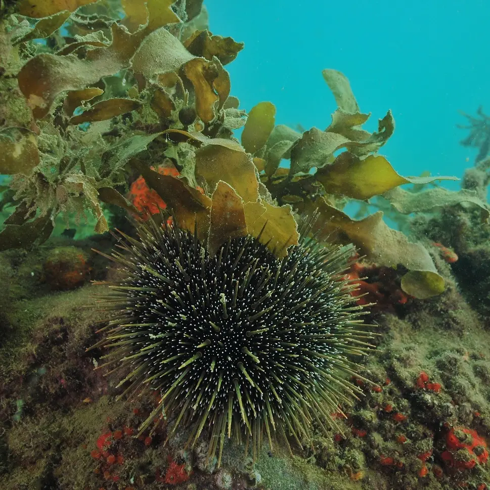 Cool-water food chain in trouble
