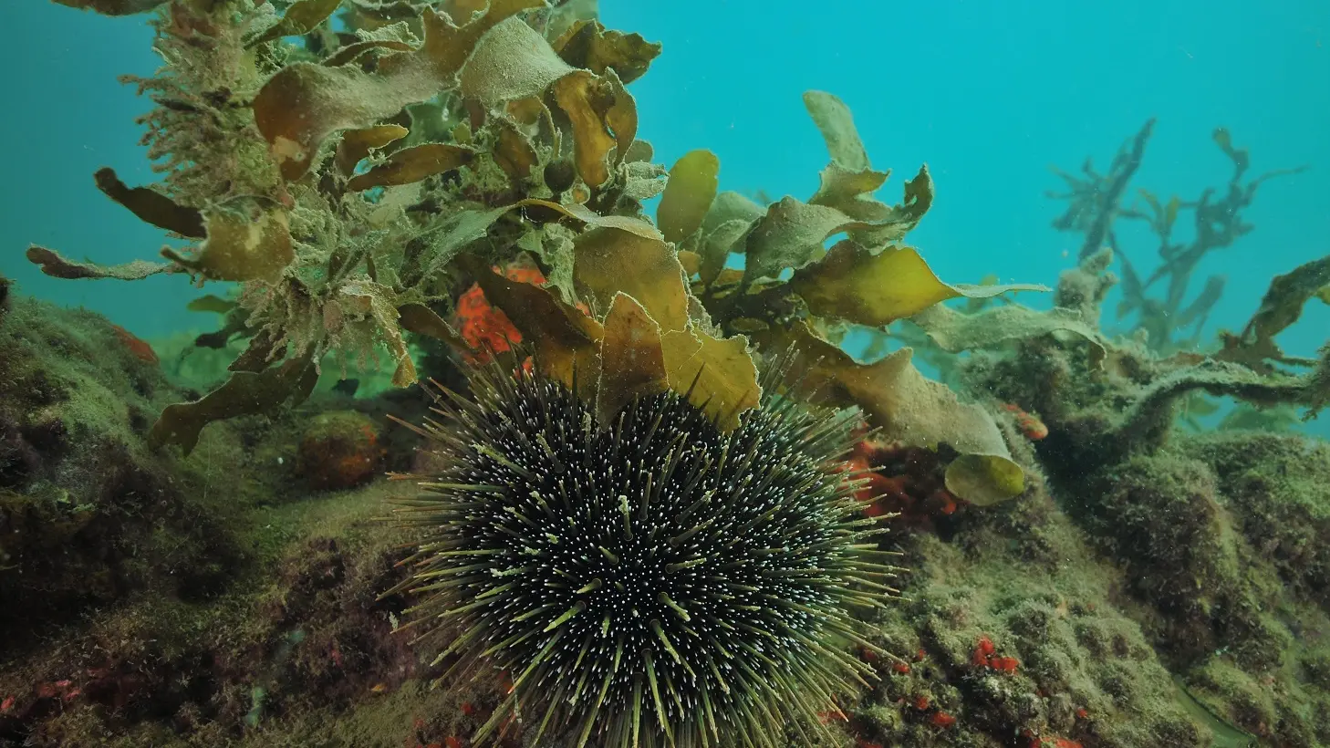 Cool-water food chain in trouble