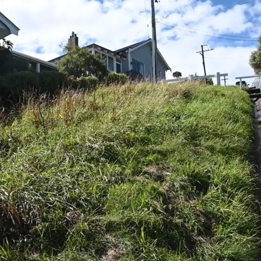 Trims to grass-cutting blamed on budgets & bees
