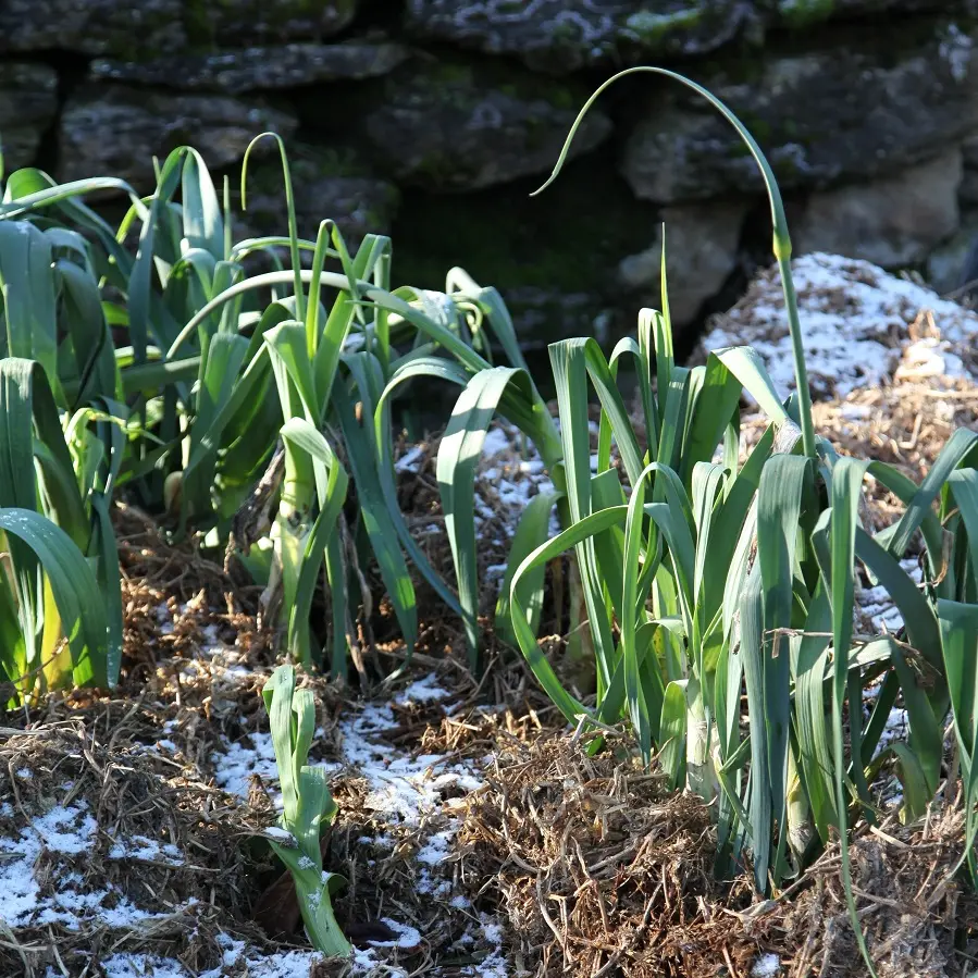 Warming winter boost