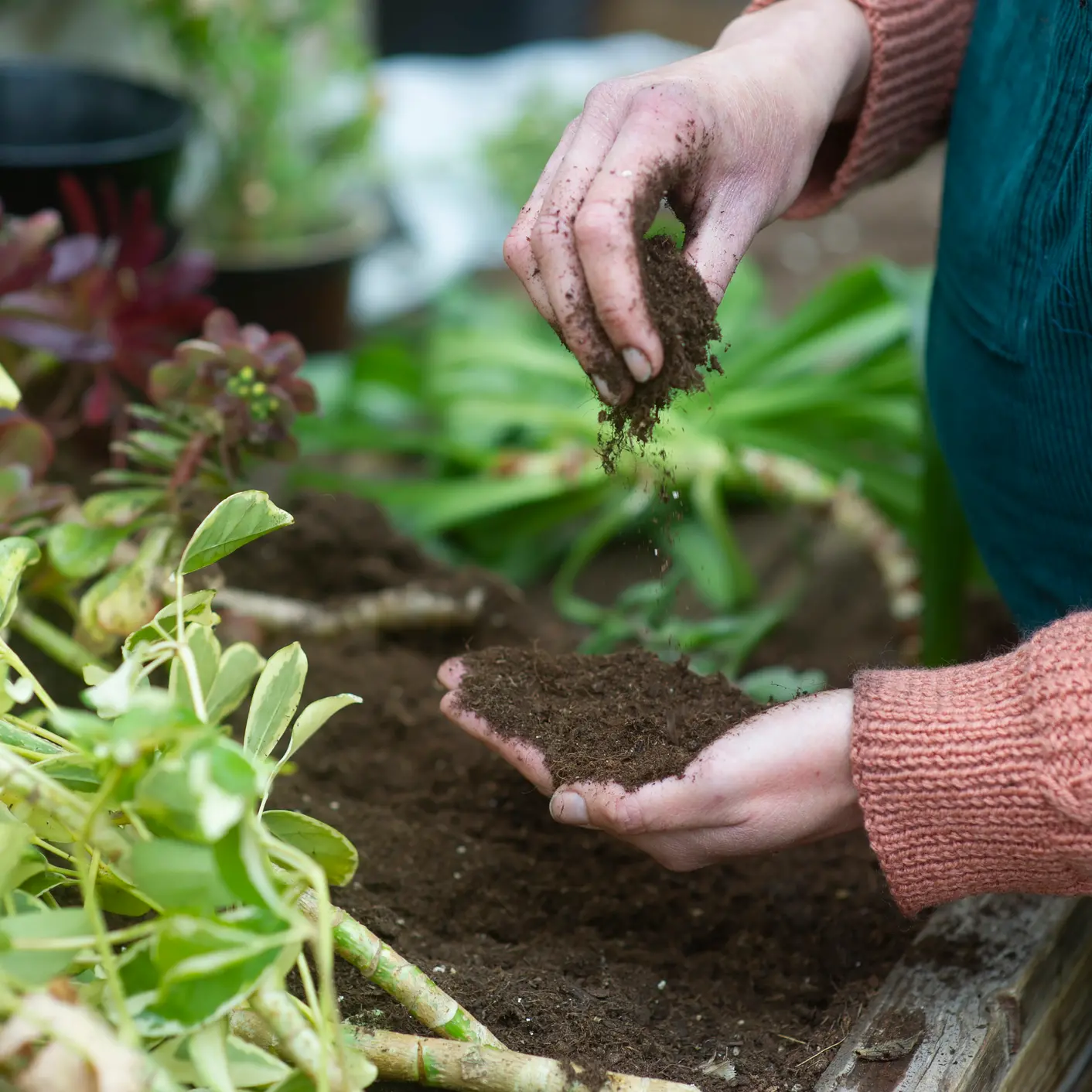 Your garden